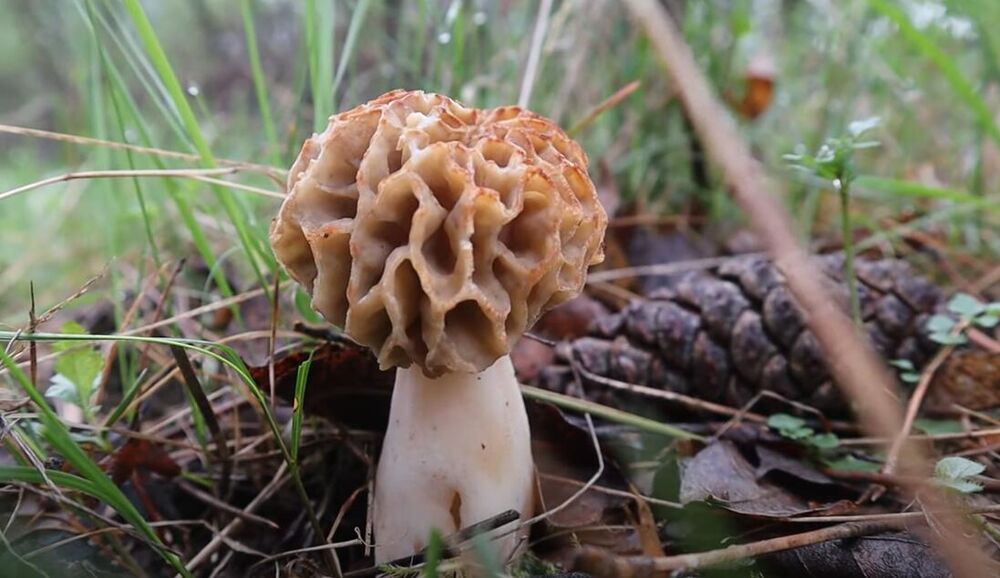 Pečurka smrčak, Smrčak