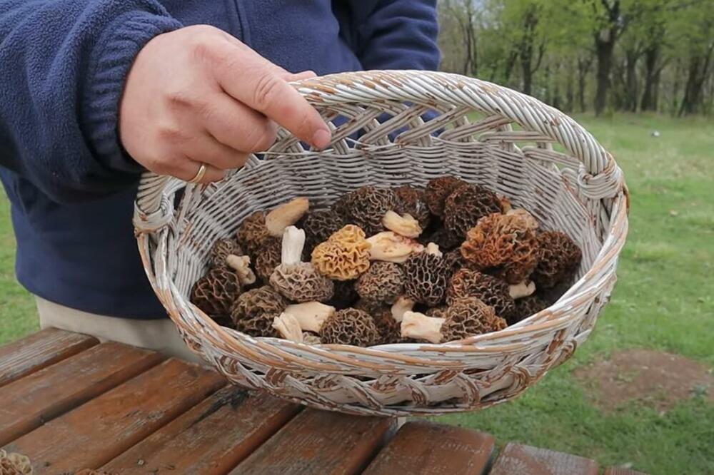 Ova pečurka je zlata vredna, raste u junu: Kilogram ide od 100 evra, može da se napravi dobar biznis u Srbiji!