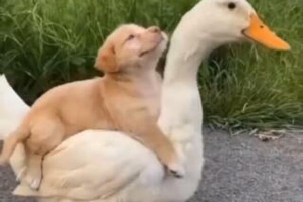 POZIRA, SMEJE SE, JAŠE JE, IGRA SE! Ovako izgleda kada se PSIĆ zatreska u GUSKU, PRESLATKI SU, HIT! (VIDEO)