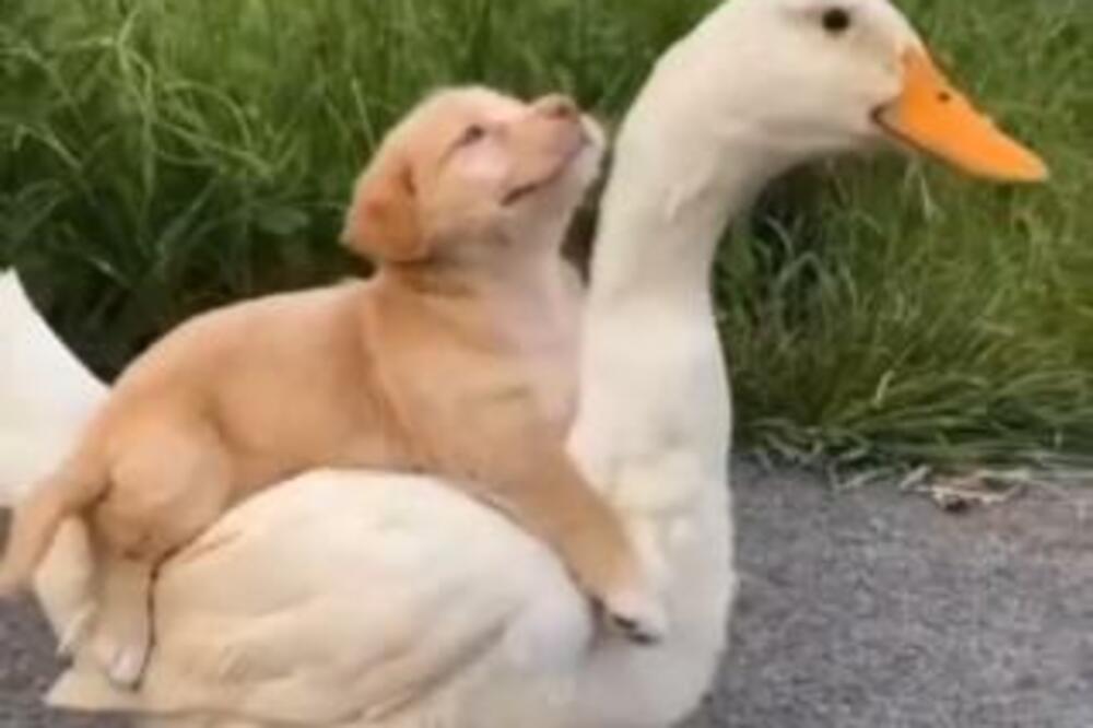 POZIRA, SMEJE SE, JAŠE JE, IGRA SE! Ovako izgleda kada se PSIĆ zatreska u GUSKU, PRESLATKI SU, HIT! (VIDEO)