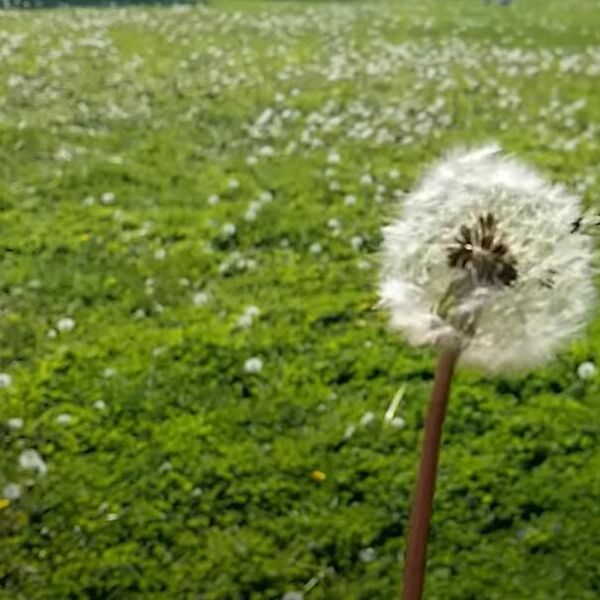 Ovu lekovitu biljku svi potcenjuju: Raste baš svuda, čak i u gradu, tretiraju je kao korov, a ona čini čuda za telo