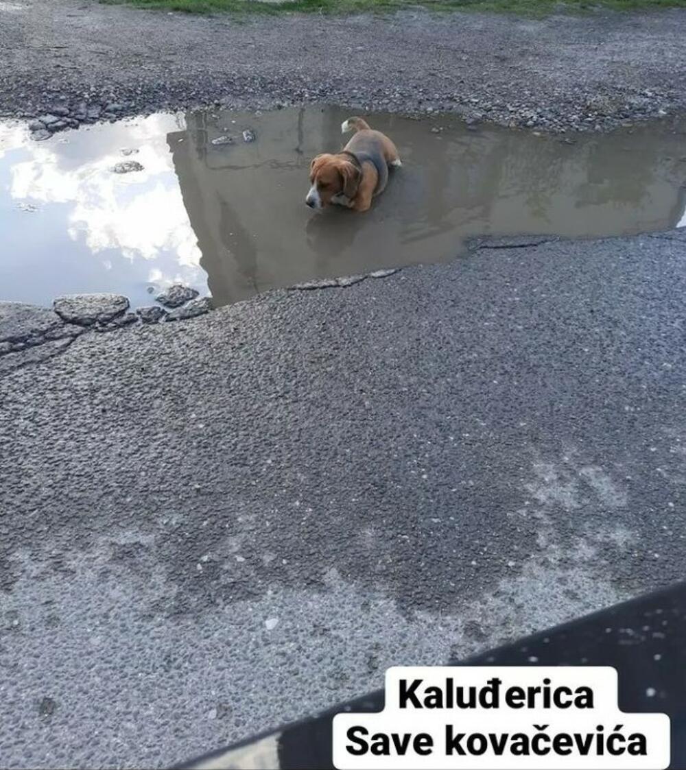 Kaluđerica, Pas