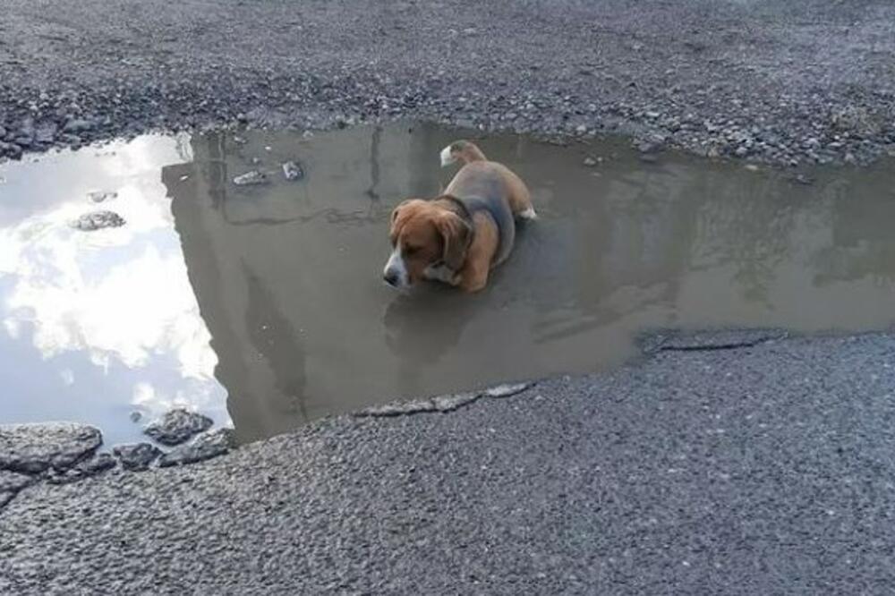 KORISTITE SVAKI TRENUTAK KAO OVO KUČENCE: Milo BIĆE pokazalo kako se UŽIVA, RUPČAGU ISKORISTILO ZA KUPANJAC! (FOTO)