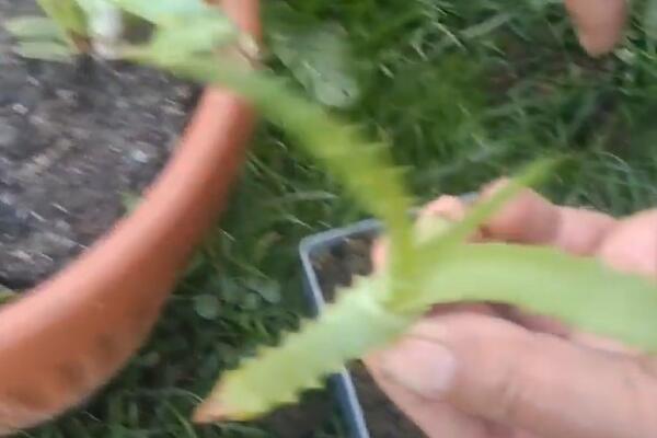 NEMA NIŠTA BOLJE ZA PROBAVU OD KOMADIĆA OVE BILJKE: Pravi je MELEM za CREVA, stomak ODMAH PRORADI