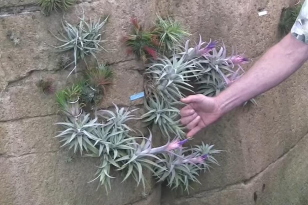 DA NE POVERUJE ČOVEK, ovoj biljci ne trebaju NI ZEMLJA, NI VODA - odmah ćete je poželeti na svojoj terasi (VIDEO)