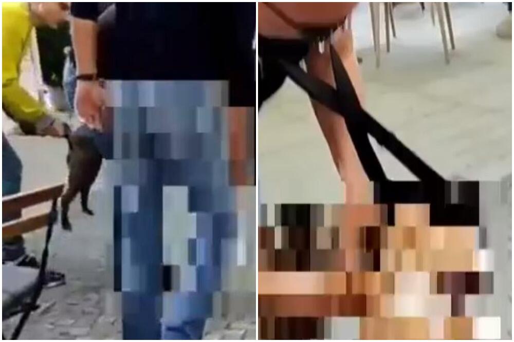 KLANJE PASA USRED ZEMUNA: Vlasniku KRVAVE ruke, prolaznici PRESTRAVLJENI! (UZNEMIRUJUĆI VIDEO)