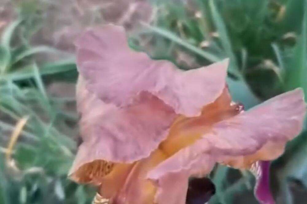 KAŽU DA JE OVAJ CVET DOSTOJAN BOGOVA: Simboliše MUDROST, posadite GA U SVOJOJ BAŠTI