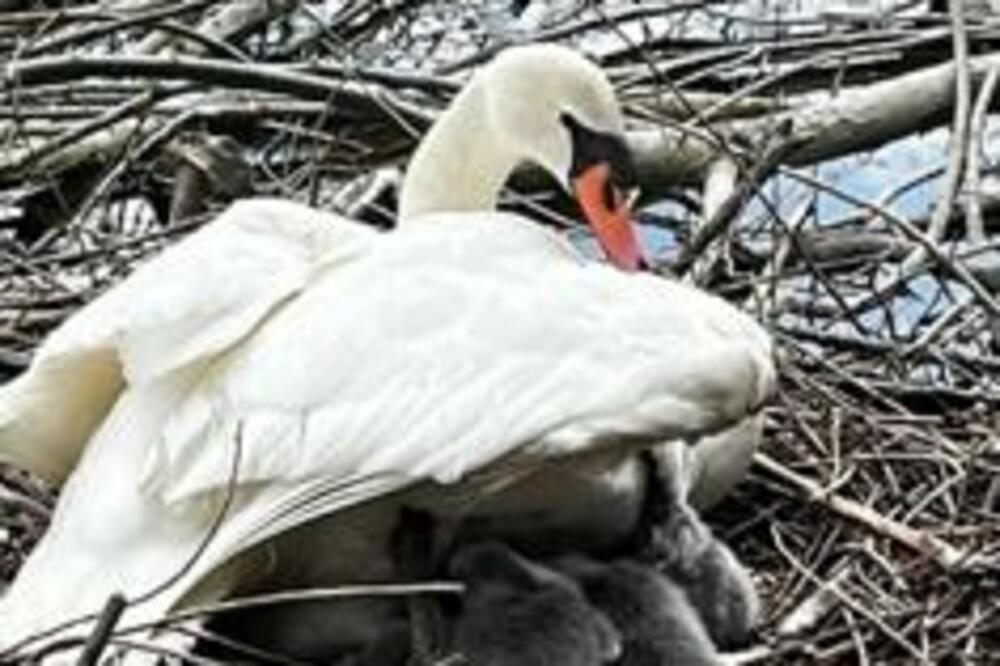 NEŠTO NAJLEPŠE ŠTO ĆETE DANAS VIDETI: Ova slika topi srca širom Srbije (FOTO)
