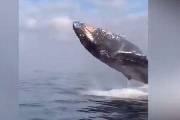 NIJE PREŽIVEO! Spasilačka akcija u reci SENI dobila TUŽAN kraj