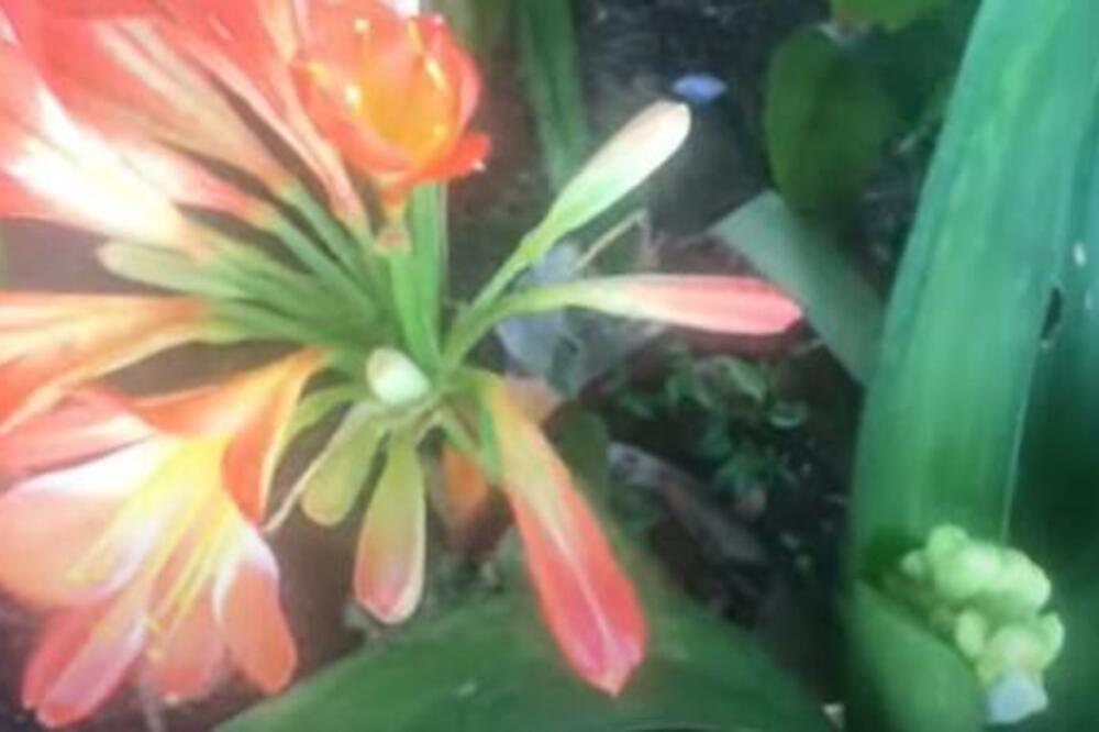 OVA BILJKA ČAROBNIH CVETOVA JE PRAVI MAGNET ZA SREĆU: Što pre je nabavite!