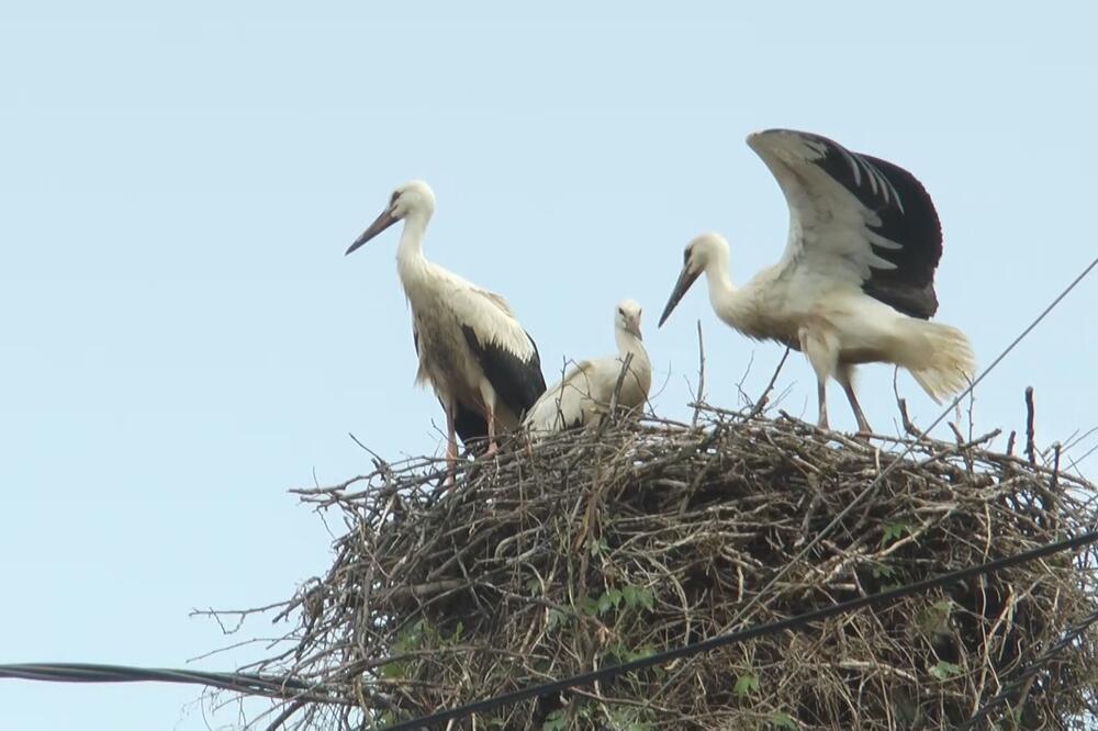 MIJA I ANTONIJO SE VEĆ ČETVRTU GODINU VRAĆAJU U BELJINU: Proleće počinje tek kada oni stignu! (FOTO)