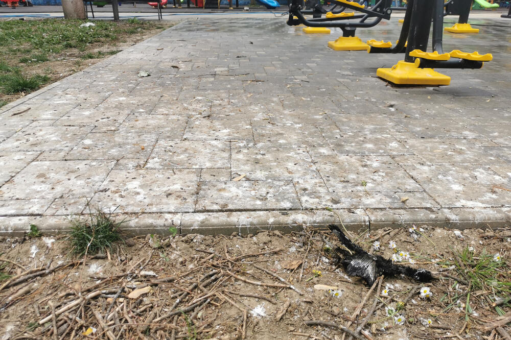 NEPRIJATNA SCENA ZATEKLA RODITELJE U GRADSKOM PARKU U ČAČKU: Ptičiji izmet i MRTVE životinje na stazi! (FOTO)