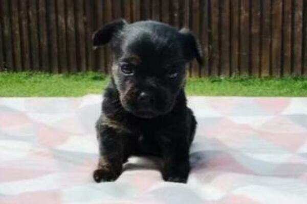 KADA JE DOŠLA KUĆI ZAPREPASTILA SE: Dala 700 EVRA za FRANCUSKOG BULDOGA, a evo u šta se on PRETVORIO!