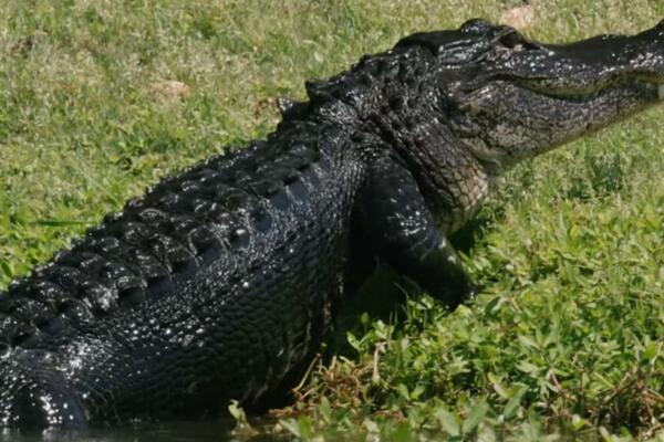 I ON JE ŽEDAN: Evo zašto bi jedan ALIGATOR mogao da postane ZAŠTITNO lice COCA COLE!