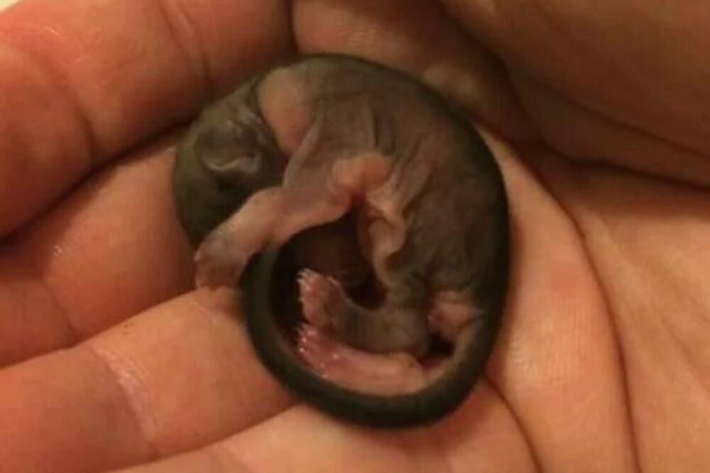 REKLI SU MU DA GA BACI A SAD MU JE NAJBOLJI PRIJATELJ: Nije ni sanjao u šta će ovo STVORENJE izrasti!