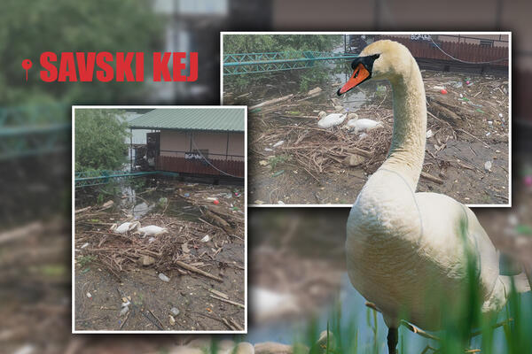 ZAŠTO SE UPORNO PONAŠAMO KAO GOVEDA, ŠTA NAM JE? Jezivi prizori na SAVSKOM KEJU, SRAM VAS BILO! (FOTO)