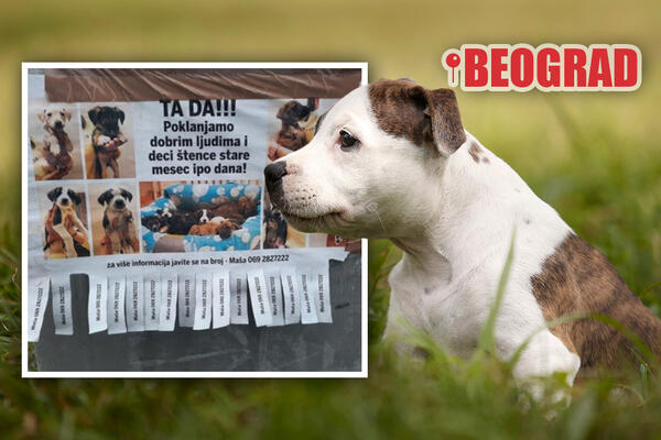 "POKLANJAMO DOBRIM LJUDIMA I DECI": Sjajna VEST za ljubitelje PASA, Maša iz BG daje OVE ŠTENCE na POKLON! (FOTO)