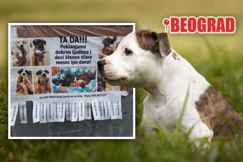 "POKLANJAMO DOBRIM LJUDIMA I DECI": Sjajna VEST za ljubitelje PASA, Maša iz BG daje OVE ŠTENCE na POKLON! (FOTO)