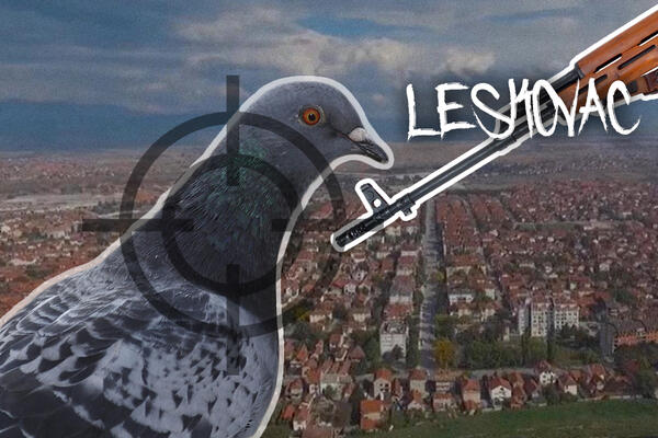 GOLUB U CENTRU LESKOVCA IZREŠETAN IZ VAZDUŠNE PUŠKE?! Jeziva fotografija deli se društvenim mrežama, ZAŠTO?! (FOTO)