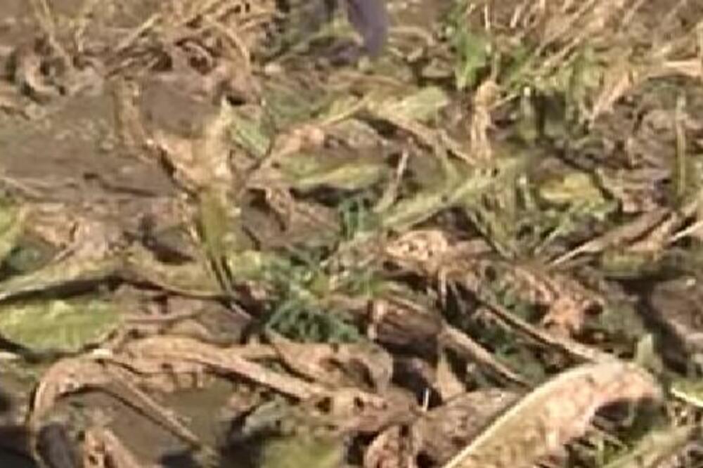 NE DIRAJ! OVA BILJKA IMA NAJZDRAVIJI KOREN: Spas je za PLUĆA, PRODISAĆETE, nećete VEROVATI ŠTA JE U PITANJU