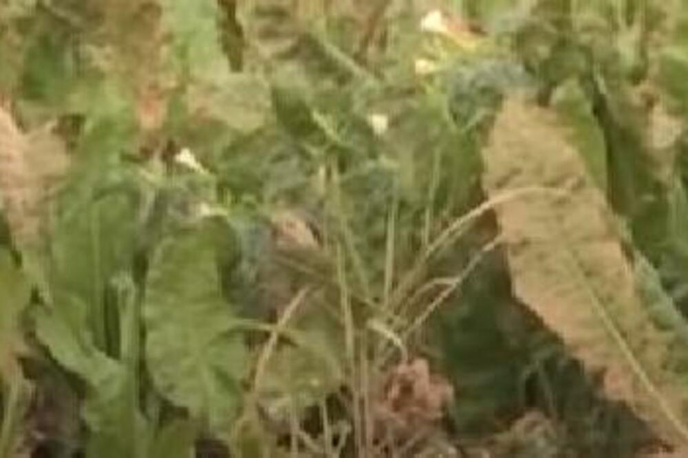 KILOGRAM OVOG PROIZVODA KOŠTA 1.400 DINARA: Najviše ga vole Nemci, ALI DA LI SE ISPLATI PROIZVODNJA?