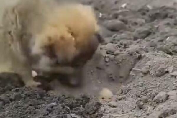 MALI KRZNENI POLJOPRIVREDNIK IZDOMINIRAO: Istopićete se kada VIDITE SLATKU KUCU kako sadi KROMPIR (VIDEO)