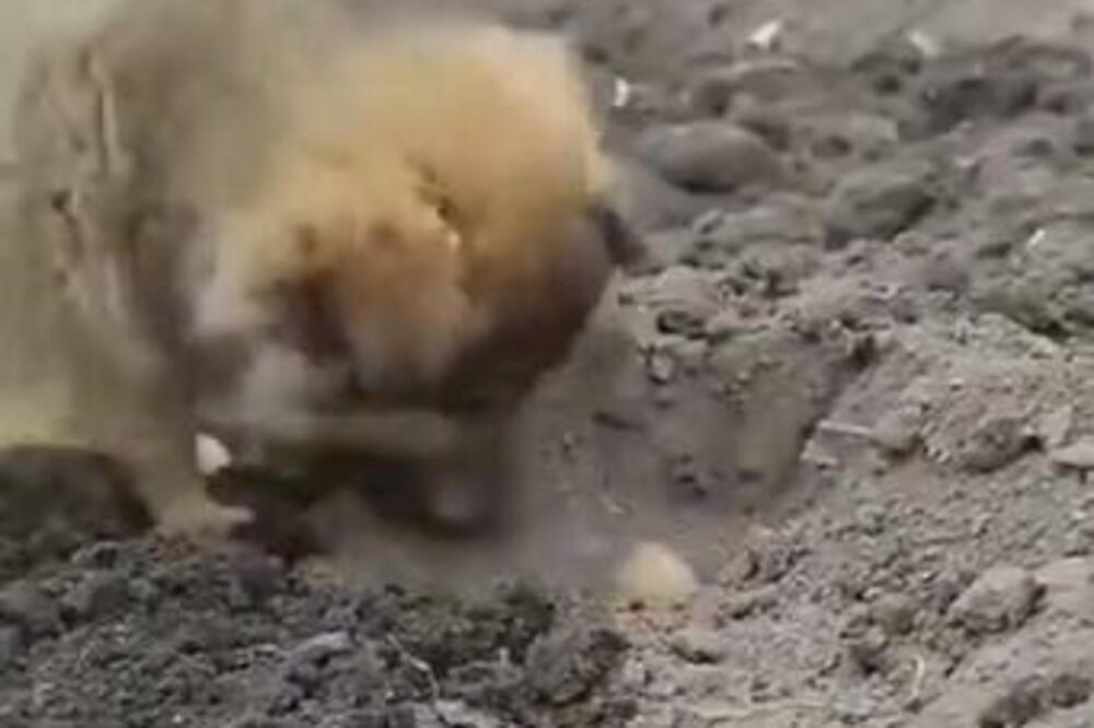 MALI KRZNENI POLJOPRIVREDNIK IZDOMINIRAO: Istopićete se kada VIDITE SLATKU KUCU kako sadi KROMPIR (VIDEO)