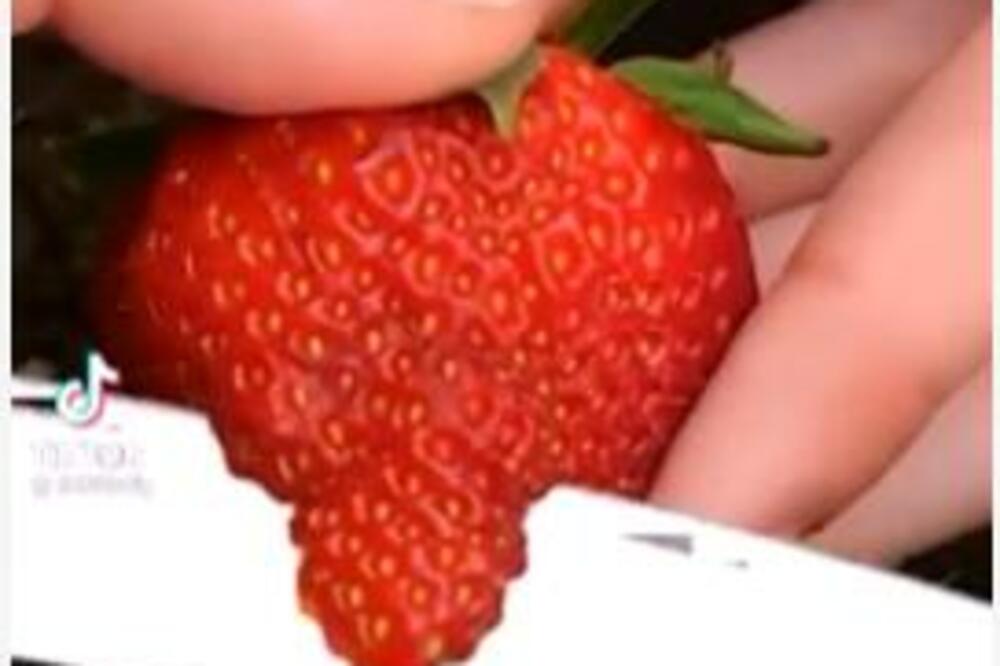 SVI SU SE KRSTILI KADA JE STAVILA PARČE JAGODE U ZEMLJU: A onda je iz nje IZRASLA neviđena stvar (VIDEO)