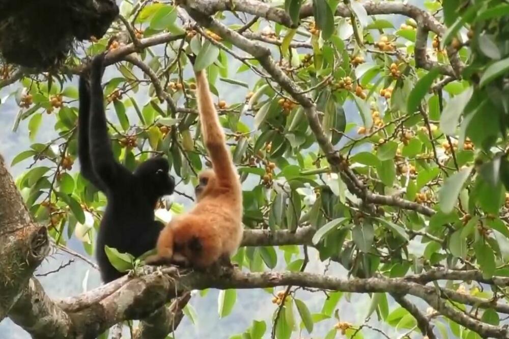 Raste broj gibona u nacionalnom parku tropske prašume Hajnan (VIDEO)