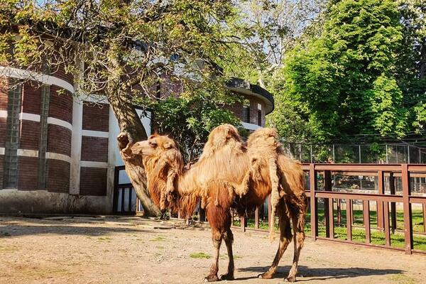 BEO ZOO VRT POSTAO BOGATIJI ZA JEDNOG ČLANA: Dvogrba kamila je doputovala iz Mađarske! (FOTO)