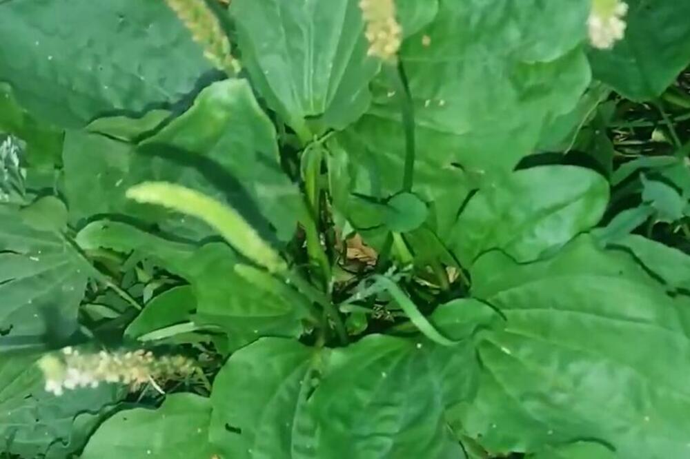 OVA BILJKA NE KOŠTA NI DINARA, A ZDRAVA JE KAO TRI APOTEKE: Kad čujete koliko LEKOVITIH SVOJSTAVA ima, GRABIĆETE SE