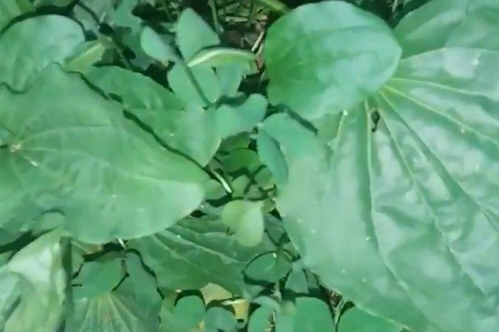 1 MOĆNA BILJKA UBLAŽAVA SVRAB: Ne postoji ništa DELOTVORNIJE protiv UJEDA KOMARCA, ovo ZAPAMATITE