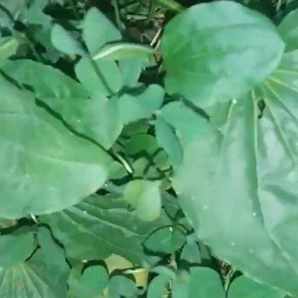 Ima je u maltene svakom dvorištu u Srbiji, a ljudi nemaju pojma šta sve leči: Sigurno ste za nju čuli barem jednom