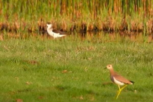 PO PRVI PUT: Azijska vrsta PTICE PRIMEĆENA u Srbiji