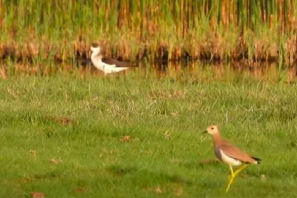 PO PRVI PUT: Azijska vrsta PTICE PRIMEĆENA u Srbiji