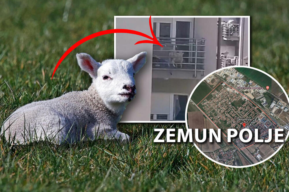 ŠOK PRIZOR U ZEMUN POLJU PRED ĐURĐEVDAN: Na terasi usnimljena neobična scena, ZAPREPASTIĆETE SE kada vidite (FOTO)