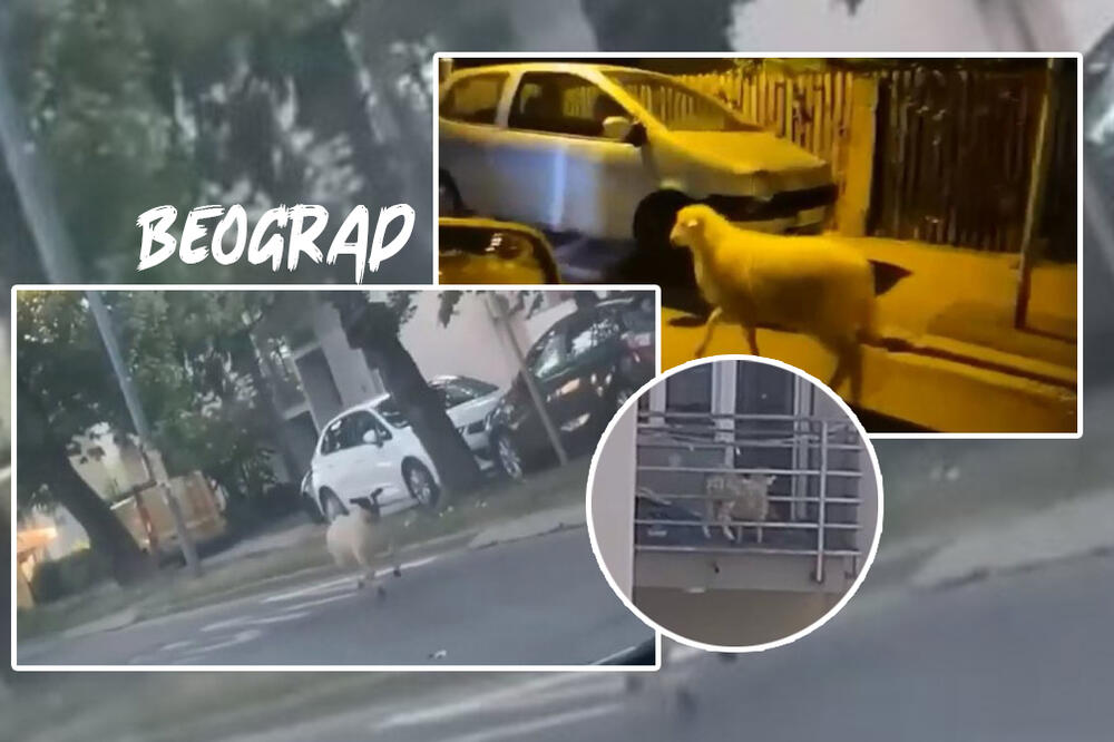 LABUD BLOKIRAO SAVSKI MOST, NA BANOVOM BRDU DIVLJI ZAPAD, U ZEMUN POLJU JAGNJE: Šta se to dešava u Beogradu? (FOTO)