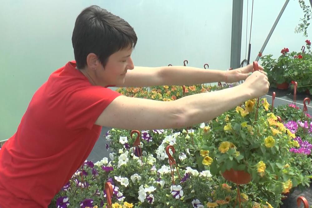 OVO JE NAJBOLJA PRIHRANA ZA MUŠKATLE: Samo sipajte JEDNU stvar u vodu i GLEDAJTE ČUDO