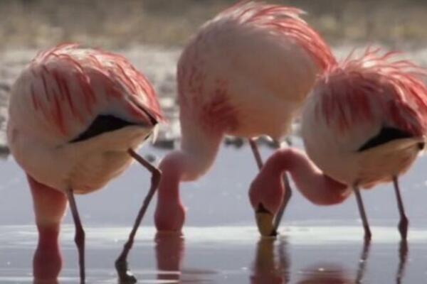 UPAO U ZOLOŠKI VRT I POČEO DA KOLJE SVE REDOM: Posle par minuta, svi su bili MRTVI