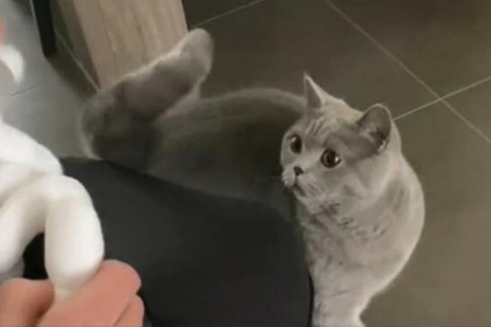 PRVI SUSRET MAČKE I BEBE RASTOPIO JE I NAJTVRĐA SRCA: Ovo je nešto najlepše što ćete videti! (VIDEO)