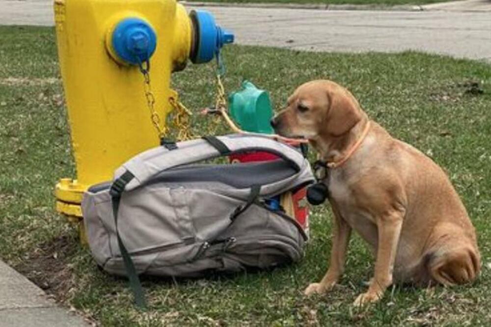 SLIKE KOJE CEPAJU SRCE, IMATE LI DUŠU?! Psa vezali za vatrogasni hidrant pa ga zauvek napustili (FOTO)