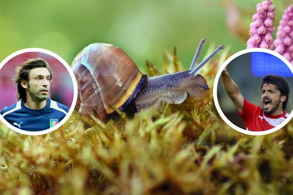 Gatuzo bez pogovora pojeo živog puža - POSLE HTEO DA UBIJE PIRLA! Vrtoglava svota novca je bila u igri