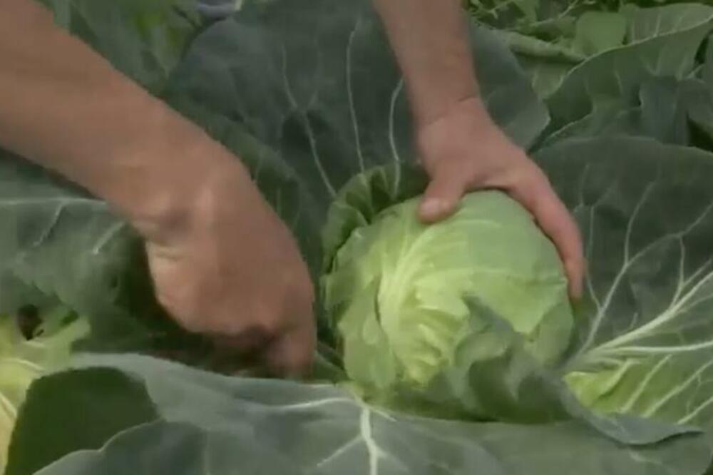 AKO ŽELITE DA VAM KUPUS RODI DO LETA MORATE GA POSEJATI OVAKO: Jedino tako će glavice biti VELIKE i PUNE LISTOVA