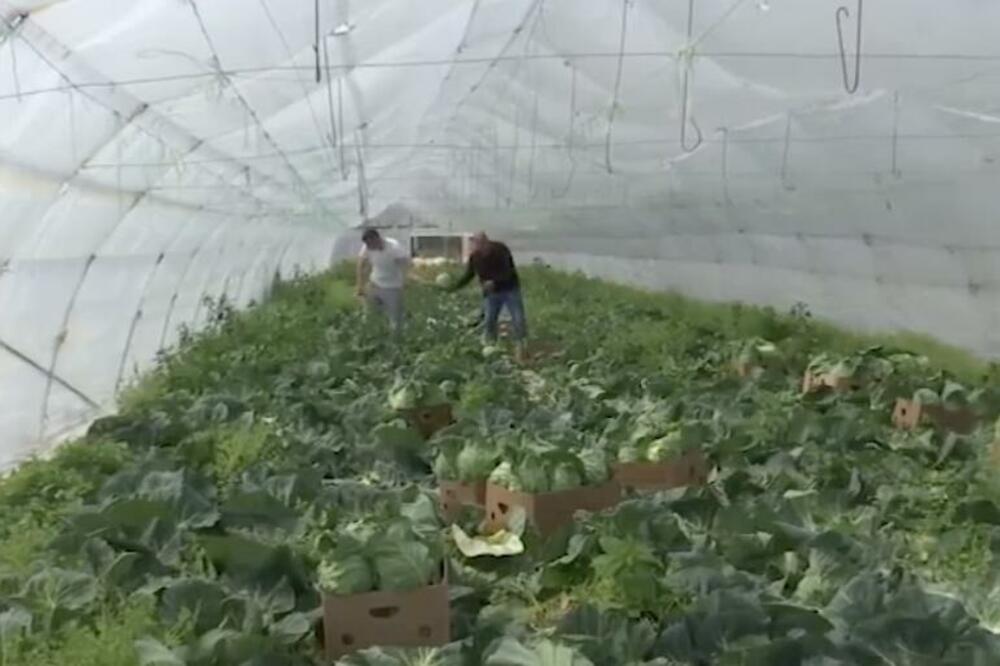 OVO JE DOBRA GODINA ZA UZGOJ POVRĆA BEZ KOG SRBI NE MOGU: Nadaju se FINOJ ZARADI!