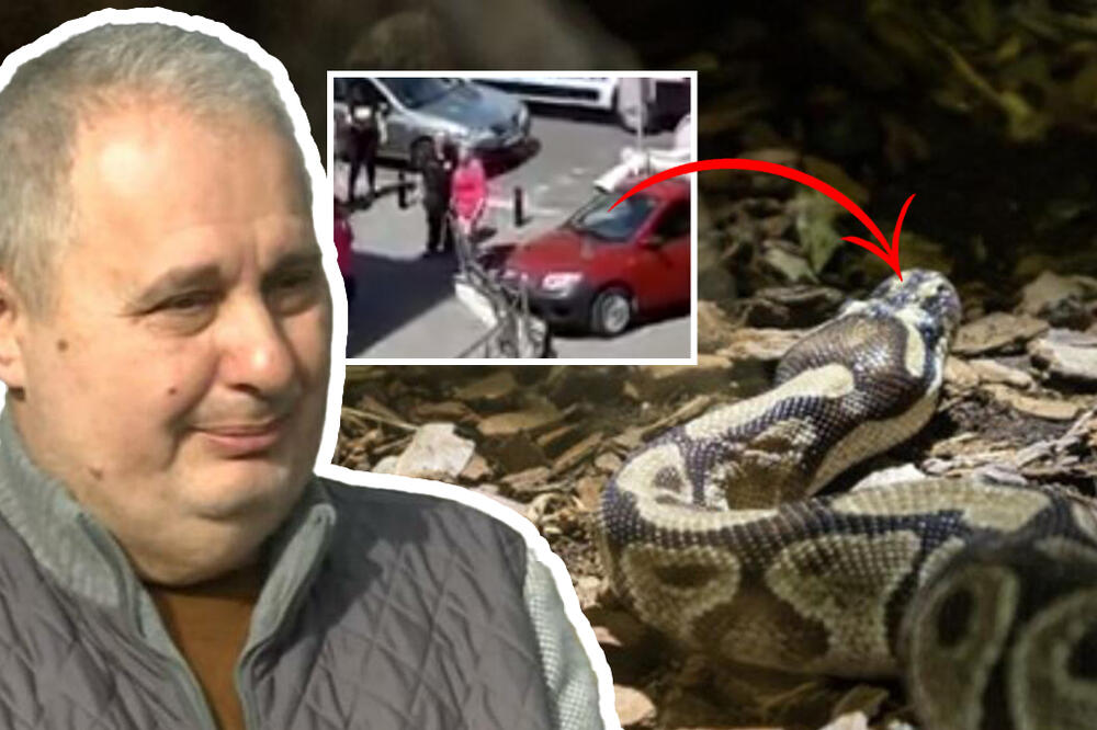 ŠOK, BEOGRAĐANIN ISPOD HAUBE NAŠAO ZMIJU! Direktor veterine ima važno obaveštenje, evo šta tada obavezno da uradite