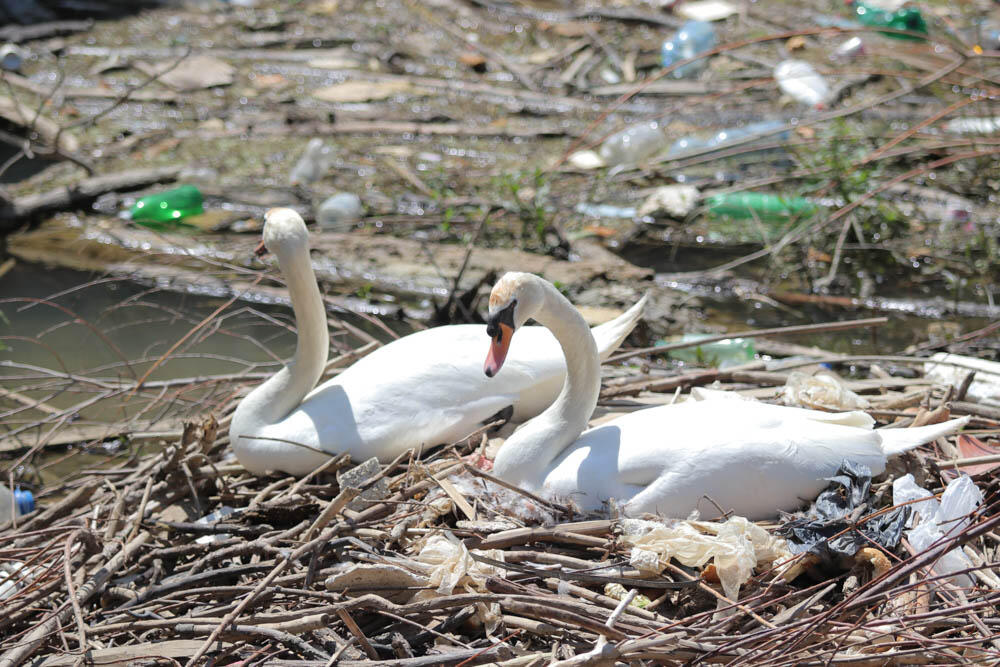 Labudovi na Savskom keju