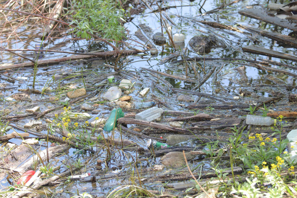 OPREZ! DEO BORČE PROGLAŠEN ZARAŽENOM ZONOM: Labudove "POKOSIO" ptičji GRIP koji može da se PRENESE i na LJUDE!
