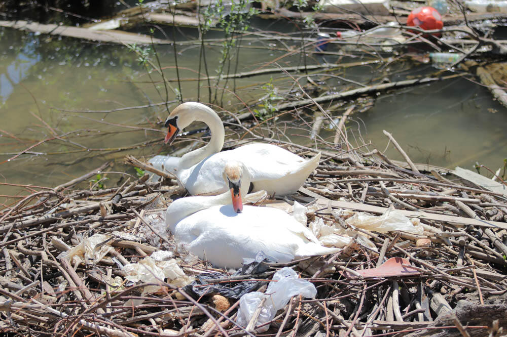 DA TI SRCE STANE: Tužne SLIKE iz Koteža, UGINULO više od 60 PTICA za samo 13 DANA! (FOTO)