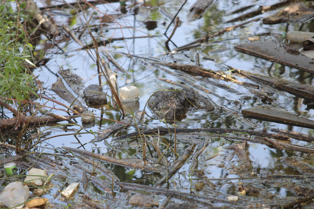 GRUPA LJUDI ZLOSTAVLJALA LABUDOVE NA ALEKSANDROVAČKOM JEZERU! Prizori zgrozili građane, OVO JE JEZIVO!