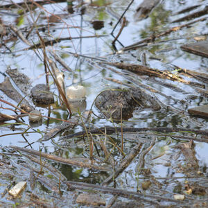 GRUPA LJUDI ZLOSTAVLJALA LABUDOVE NA ALEKSANDROVAČKOM JEZERU! Prizori zgrozili građane, OVO JE JEZIVO!